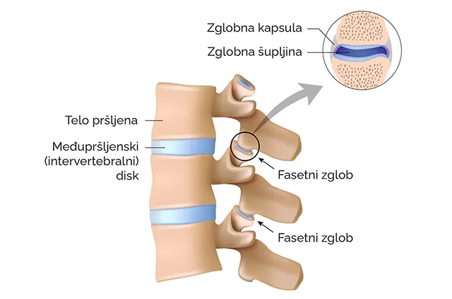 Zglobovi kičmenog stuba